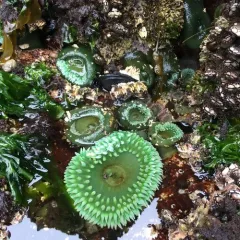 Giant Green Anemone thumbnail 3