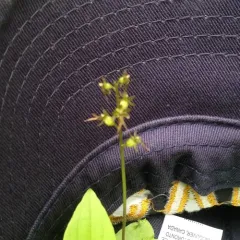 Heartleaf Twayblade thumbnail 3