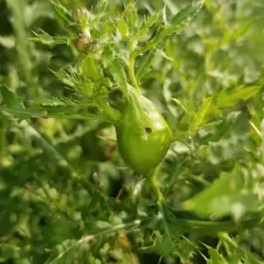 Thistle Stem Gall Fly thumbnail 3