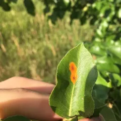 Pear Rust thumbnail 2