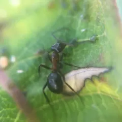 Ulke's Mound Ant thumbnail 3