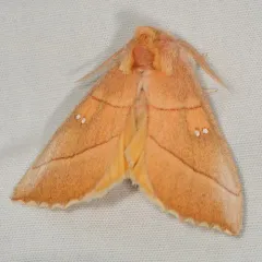 White-dotted Prominent thumbnail 4