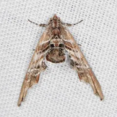 Light Marathyssa Moth thumbnail 2