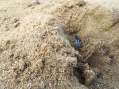 Bembix pallidipicta thumbnail 3