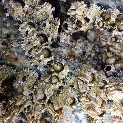 Thatched Barnacle