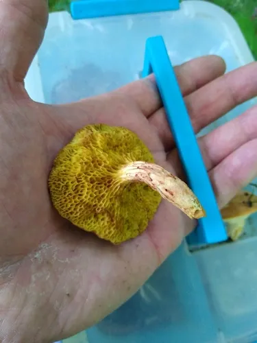 Xerocomus tenax