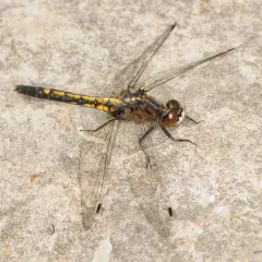 Dot-tailed Whiteface thumbnail 2