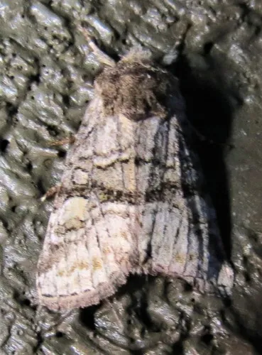 Brachylomia rectifascia