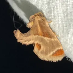 Shagreened Slug Moth thumbnail 2