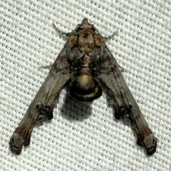 Dark Marathyssa Moth thumbnail 4