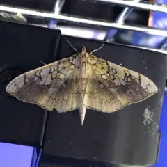 Basswood Leafroller Moth thumbnail 4