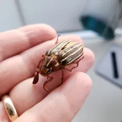 Long-haired June Beetle thumbnail 2