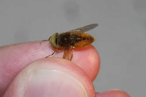 Atylotus bicolor