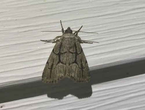 Broad-lined Sallow