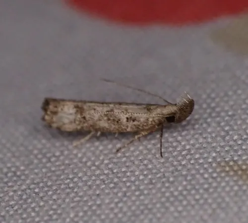 Inverse Dichomeris Moth