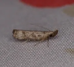 Inverse Dichomeris Moth thumbnail 1