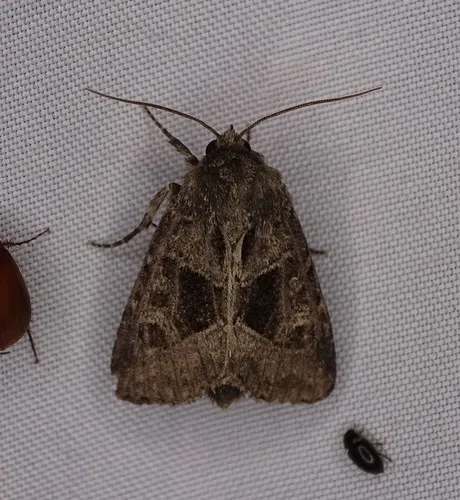 obtuse sedge borer