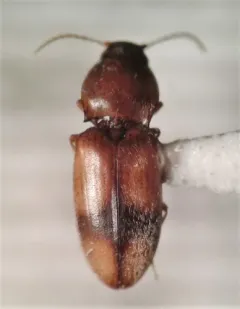 Large-chested Click Beetle thumbnail 3