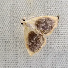 Black-patched Glaphyria Moth thumbnail 2