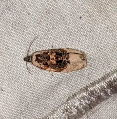 Off-white Hedya Moth thumbnail 3