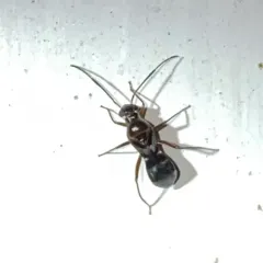 Barberiella formicoides thumbnail 2