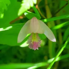 Rose Pogonia thumbnail 2