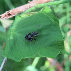 Bronze Jumping Spider thumbnail 4