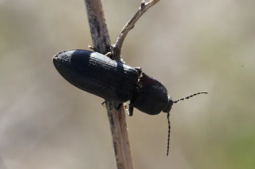 Selatosomus pruininus