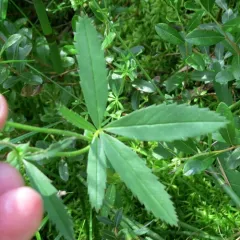 marsh cinquefoil thumbnail 4