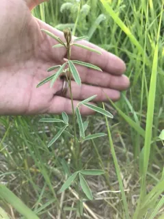 prairie lespedeza thumbnail 4