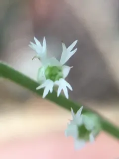 Angleleaf Miterwort thumbnail 4