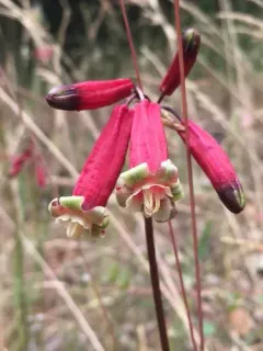 firecracker flower thumbnail 4