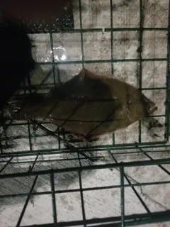Sand Sole thumbnail 4