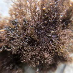 Wrack Siphon Weed thumbnail 2