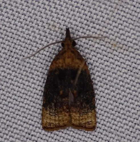 Black-shaded Platynota Moth