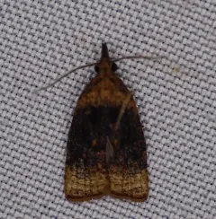 Black-shaded Platynota Moth thumbnail 1