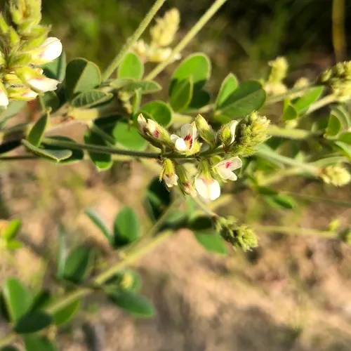 hairy lespedeza
