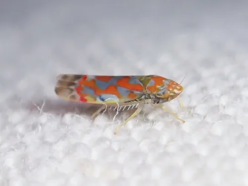 Erythroneura rubrella