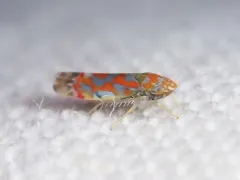 Erythroneura rubrella thumbnail 1