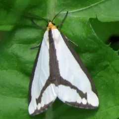 Leconte's Haploa Moth thumbnail 2