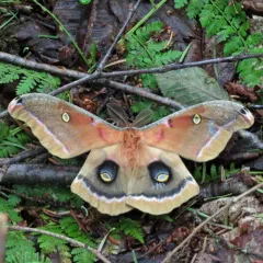 Polyphemus Moth thumbnail 4