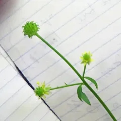 Hooked buttercup thumbnail 4