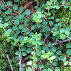 creeping snowberry thumbnail 3