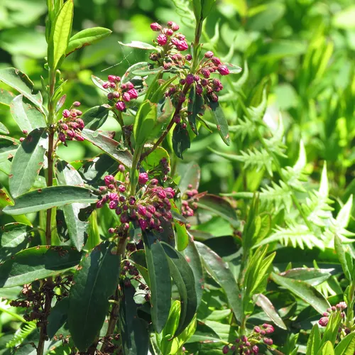 sheep laurel