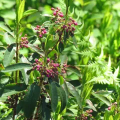 sheep laurel thumbnail 1