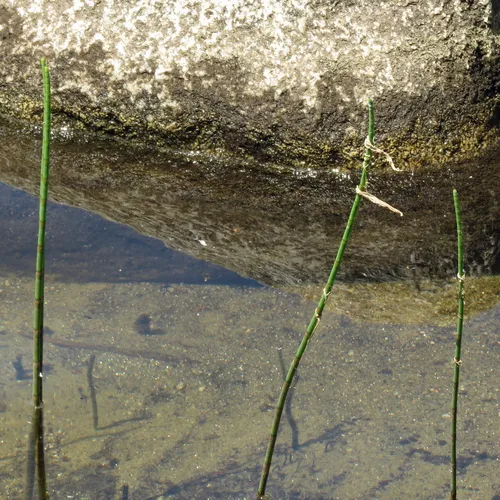 water horsetail