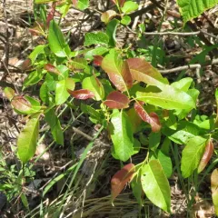 Balsam Willow thumbnail 3
