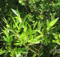 shining willow thumbnail 2