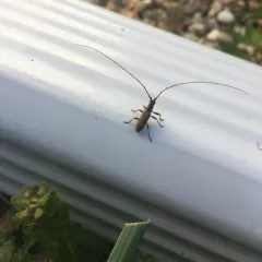 Small Mulberry Borer thumbnail 2