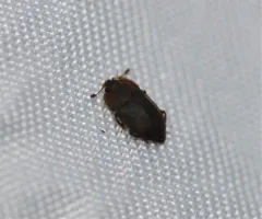 Rufous Sap Beetle thumbnail 3